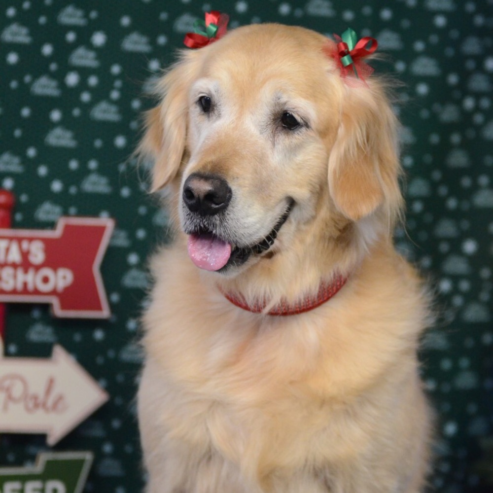 Meet your Posher, Joy